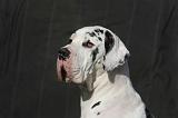 DOGUE ALLEMAND 632